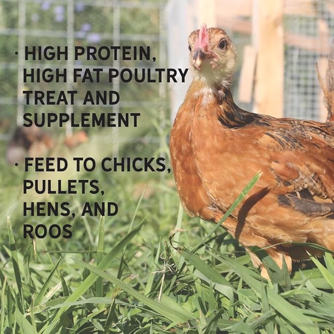 New Country Organics | Flock Perfect Chicken Dance Grubs for Chickens | 3.5 lbs