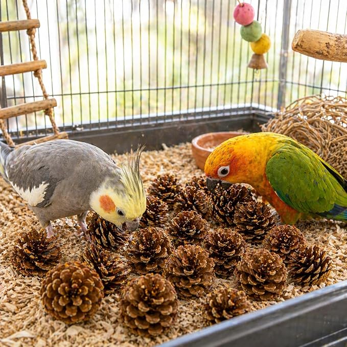 Bonka Bird Toys 3284 Natural Pine Cone Bird Toy 2" Real Pinecone Chew Foraging Toy for Small to Medium Birds Parakeet Cockatiel Conure Finch Cage Enrichment (Pack of 24)