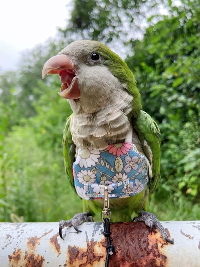 Bird Flight Harness Vest, Parrot Flight Suit with Leash for Parakeets Cockatiels, Bird Flying Clothes with Rope and Handle for Outdoor Activities Training (Deep Blue Without Leash,Medium)