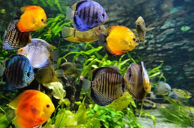 Red Parrot Fish Ultra Red Color Enhancing 1.5mm-2mm Floating Pellets. Color Enhancing in 10-Days for Baby, Juvenile and Adult Red Parrots…1-lb 8oz Medium Jar