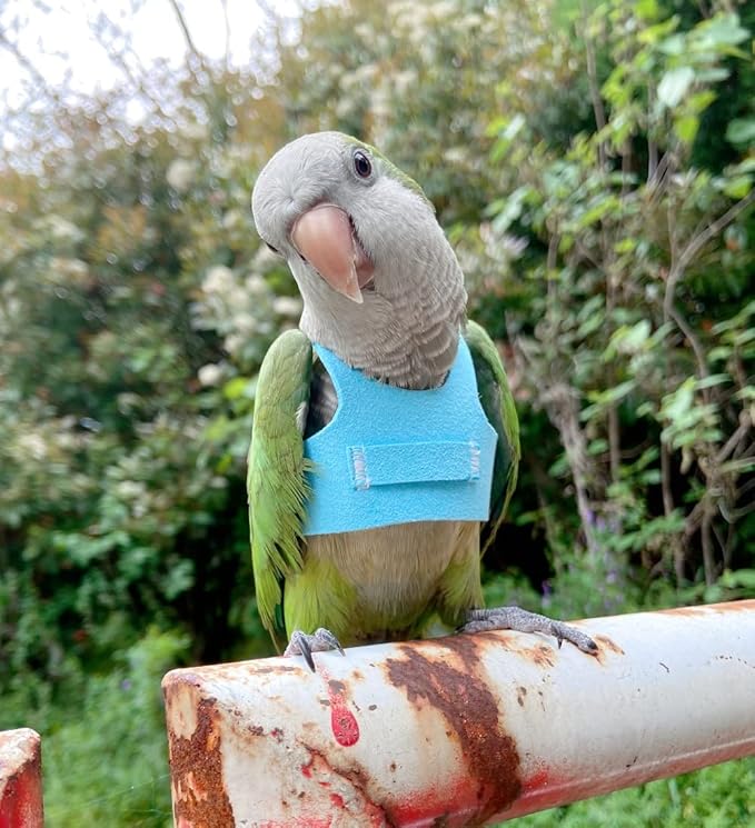 Bird Flight Harness Vest Parrot Flight Suit with Leash for Parakeets Cockatiels Conures Budgies, Bird Flying Clothes with Rope and Handle for Outdoor Activities Training (XS,Blue)