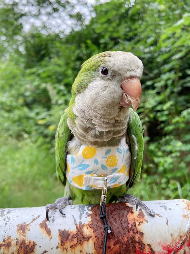 Bird Flight Harness Vest, Parrot Flight Suit with Leash for Parakeets Cockatiels, Bird Flying Clothes with Rope and Handle for Outdoor Activities Training (Yellow Without Leash,Medium)
