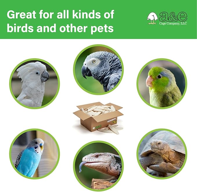 A&E Cage Company Captain Cuttlebone AE9012 Natural Bird Cuttlebone – 5lb Bulk Box of 6–8" Cuttlebone Pieces – Calcium Supplement for Parakeets, Budgies, Finches, Canaries, Lovebirds & Small Birds