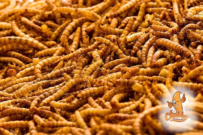 Chubby Dried Mealworms | 44 lbs | High-Protein Non-GMO Treats for Chickens, Ducks, Wild Birds & Backyard Pets