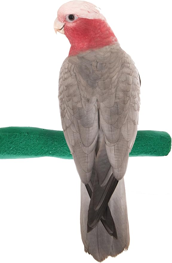 Sweet Feet and Beak Comfort Grip Safety Perch for Bird Cages - Pedicure Perch for Birds to Keep Nails and Beaks in Top Condition - Safe Easy to Install Bird Cage Accessories M 8.5" - Green