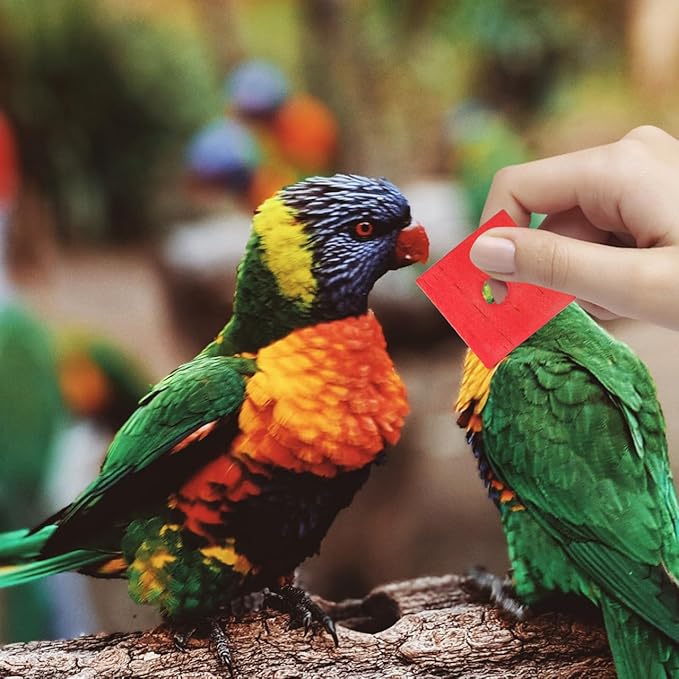NOLITOY Bird Toys: 100 Pcs Wooden Blocks, Parrot Chew Toys Beak Trim Foot Craft Cage Parts DIY Shredding Playing for Macaw Conure African Grey Indoor Gift for Bird Lovers (Mixed Colors)