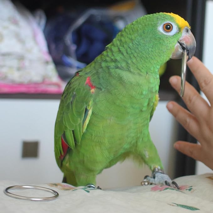 Fosrion Stainless Steel Parrot Ring Toss Toy, Interactive Training & Enrichment Toy for Parrots – Bite-Proof, Anxiety Relief, Exercise Fun for All Kinds of Parrot (Small Toy + Clicker)