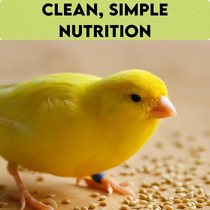 Unida Alpiste Canary Seed | 100% Pure, Natural & Non-GMO Bird Food for Canaries, Finches, Budgies & Parakeets | Double Cleaned Bird Seed, 5 lbs