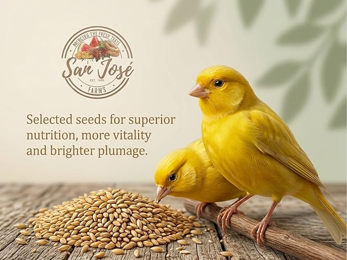 Canary Seeds – 1LB Natural Grain for Human Consumption