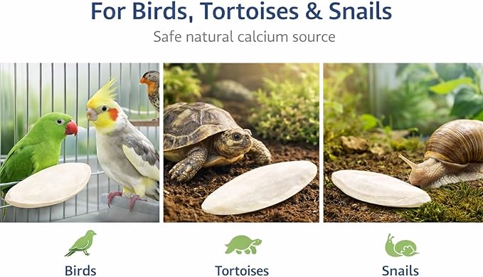 Birds LOVE 5.5-6″ Cuttlebone for Birds – 100% Natural Sun-Dried Calcium & Beak Conditioning Supplement for Parakeets, Budgies, Cockatiels, Finches & Canaries – 12 Pack with Holder – Made in Vietnam
