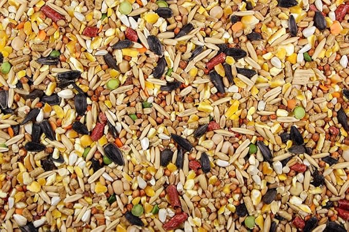 Chicken Feed, Whole Ingredient Chicken Treat, Wied Variety of Grains Poultry Feed (20 Pound (Pack of 1), Singer Mix with Cracked Corn)