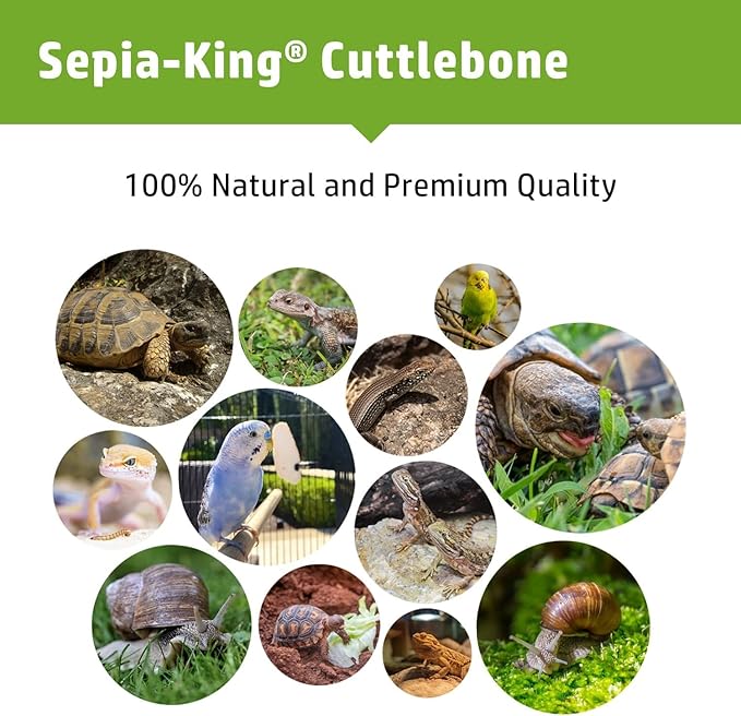 Sepia King - Extra Large - 100% Natural Calcium Supplement - Premium Cuttlebone Perfect for Birds, Tortoises, Snails, Reptiles - Pack of 3