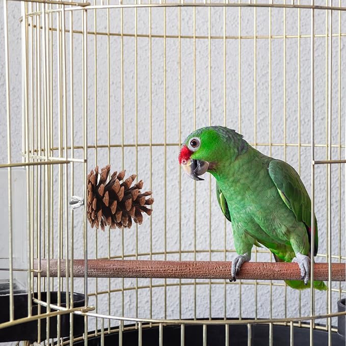 LIOOBO 10 Pcs Natural Pine Cones Bird Toys, Parrot Chew Toy for Cage, Wood Foraging Shredding Playthings Conure Cockatiel Parakeet African Grey Macaw Nut Fixed