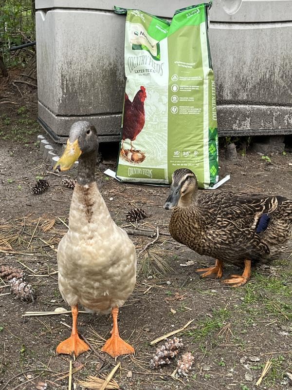Nutrena Country Feeds 16% Layer Pellets Chicken Feed 50 Pounds