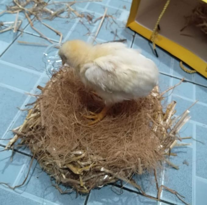 Coconut Fiber, 4.5oz. Comfortable Bedding for Small Birds and Animals, Nest Material for Nest Building, Hideouts, Plants and Upholstery