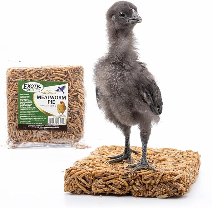 Exotic Nutrition Mealworm Pie - Healthy Natural Suet Basket Feeder Treat - for Backyard Chickens and Wild Birds