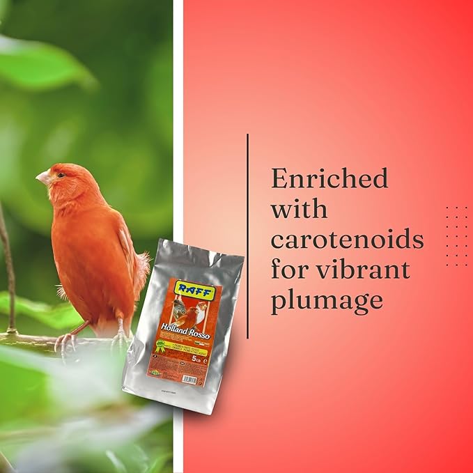 Raff Holland Rosso Canary Red Food - Comida para Canarios - Finch Food for Indoor with Natural Nutrition for Vibrant and Red Plumage, High in Protein and Fat (5lb)