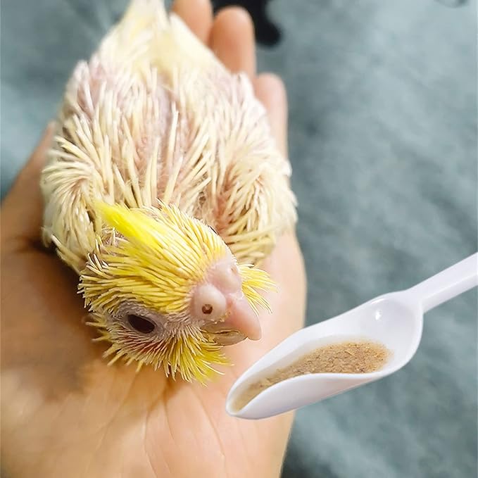 1/5Pcs Bird Parrots Feeder Spoon Pointed Milk Avoid - for Baby Bird Feeding & Watering- Supplies
