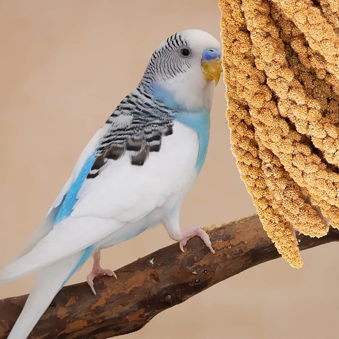 Amzey 5.5LB Spray Millet for Parakeets, 100% Natural Sun-Dried Healthy Bird Treat, Non-GMO High Protein Fresh Millet Spray for Parrots, Cockatiel, Finches & Lovebirds