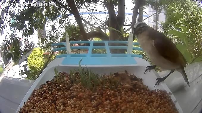 VicoHome N002 Bird Feeder with Camera - AI Bird Recognition, Solar Powered Outdoor Birdhouse Cam with Night Vision, Motion Alerts, App Control, Cloud & SD Storage, IP65 Waterproof, 2K HD Live View