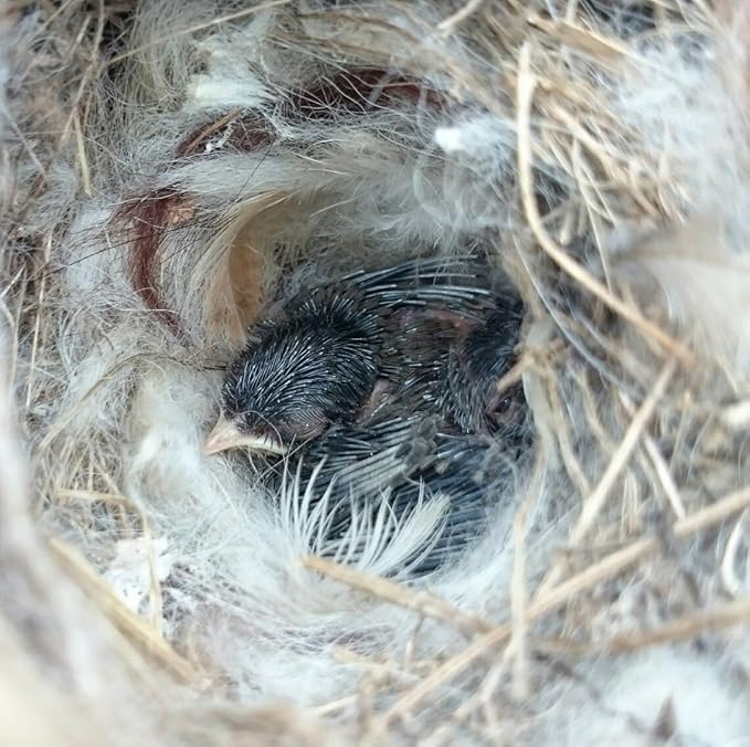 Bird Nesting Material, Hummingbird Nesters, Natural Alpaca Wool Material for Wild Birds, Design for Bird Lover Gifts, Nesting Balls for Wild Birds, Refillable Outdoor Birds Nesting Station