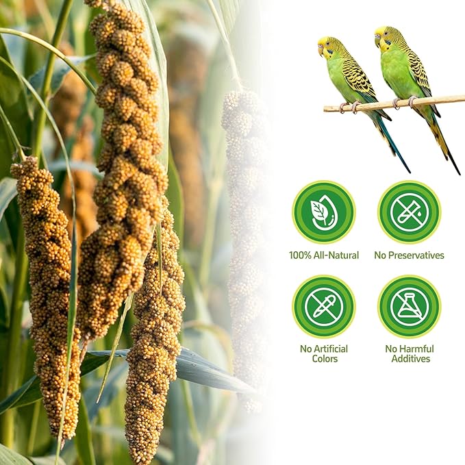 14 Oz Spray Millet Treat for Bird, for Parrot, Budgies, Parakeets, Cockatiels, Finches, Lovebirds, Canaries and Other Pet Birds
