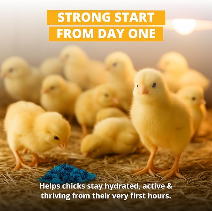 Stromberg's Peck n' Grow, Balanced Hatchling Nutrition Supplement with Probiotics and Essential Vitamins, Instinct-Promoting Chick Starter Formula for Strong Early Growth, 7.05 oz Pack for 2500 Chicks