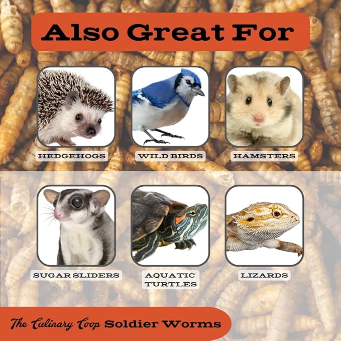 Fluker's Culinary Coop Bulk Dried Soldierworms, Premium Organic Dried Soldierworms for Chickens-High Protein & Omega3 Chicken Feed for Wild Birds, Reptile,& Chicken Treats for Laying Hens, 5lbs