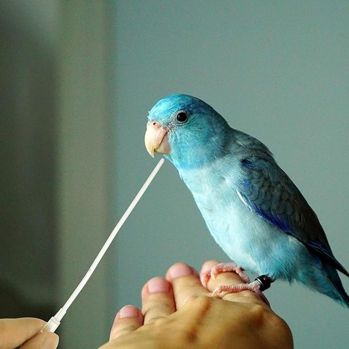 5Pcs Bird 12cm Immature Birds Device Transparent Feeder Water Feeder for Parrot Hand Tools Parakeet Food