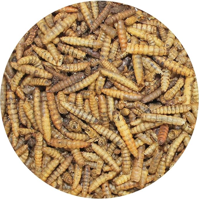 Exotic Nutrition 30 LB Bulk Dried Black Soldier Fly Larvae - High-Calcium Insect Treat - Chickens, Wild Birds, Bluebirds