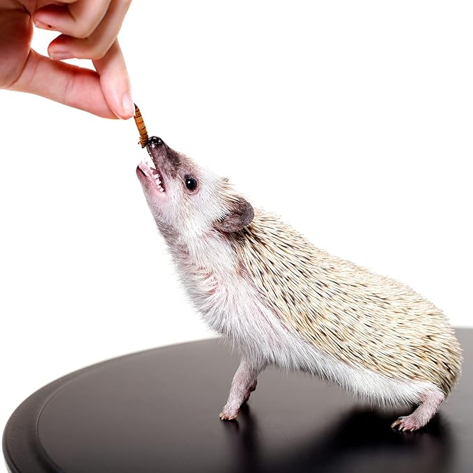 Bug Blend - Healthy High-Protein Dried Insect Treat - Crickets, Mealworms, Grasshoppers - Sugar Gliders, Hedgehogs, Squirrels, Chickens, Skunks, Opossums, Marmosets, Parrots, Birds (1.71 oz.)