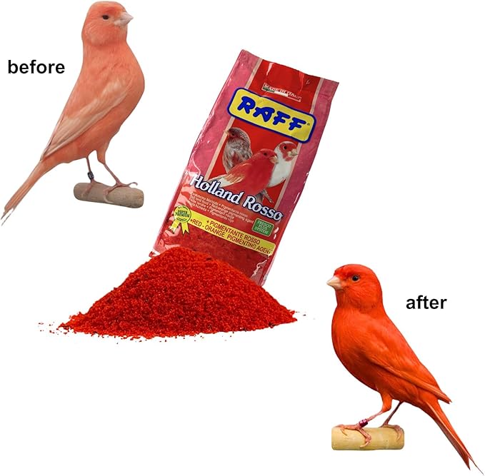 Raff Holland Rosso, Canary Food, Premium natural nutrition for vibrant and red plumage, bird food, pet food, Holland food, high in protein and fat, bird food for indoor, finch food (2.2 Pound)