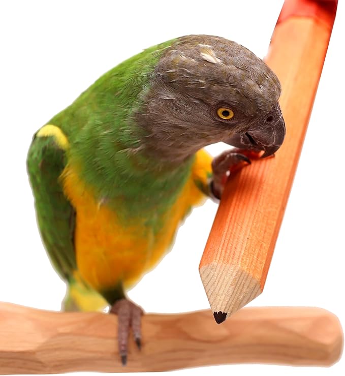 Bird Pencil Parrot Toy (Medium)