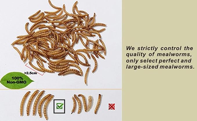 Non-GMO Dried Mealworms 6LB, 100% Natural Large Size No Moisture,Treats for Birds Chickens Hedgehog Hamster Fish Reptile Turtles (6lb)