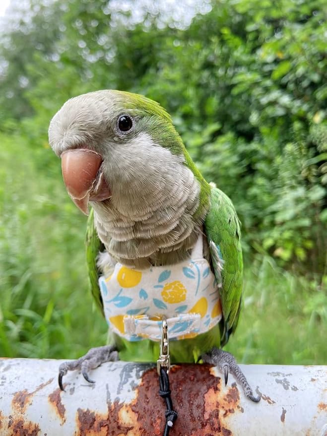 Bird Flight Harness Vest, Parrot Flight Suit with Leash for Parakeets Cockatiels, Bird Flying Clothes with Rope and Handle for Outdoor Activities Training (Yellow Without Leash,Medium)