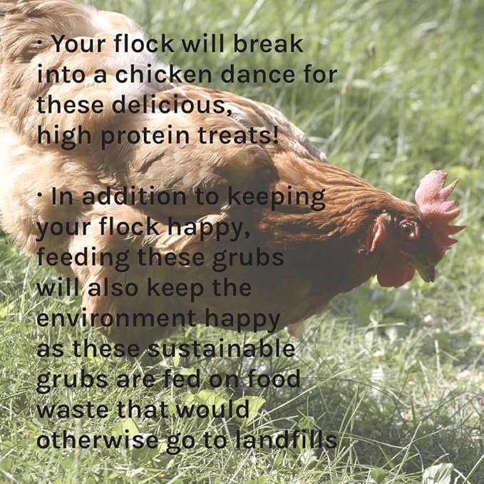 New Country Organics | Flock Perfect Chicken Dance Grubs for Chickens | 3.5 lbs
