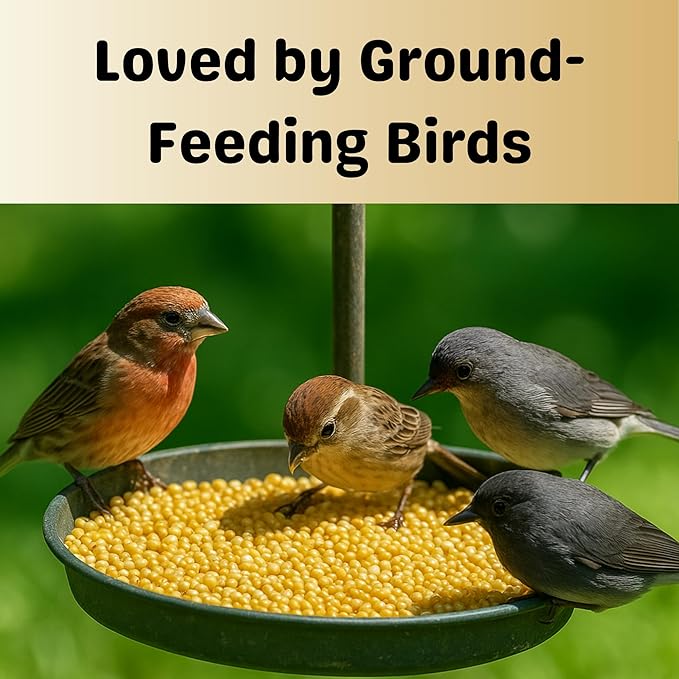 Olympus Myco White Proso Millet Seed, All-Natural Non-GMO Premium Wild Bird Food for Finches, Doves, Songbirds, Buntings & More (10 lb)
