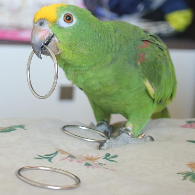Fosrion Stainless Steel Parrot Ring Toss Toy, Interactive Training & Enrichment Toy for Parrots – Bite-Proof, Anxiety Relief, Exercise Fun for All Kinds of Parrot (Medium Toy + Clicker)