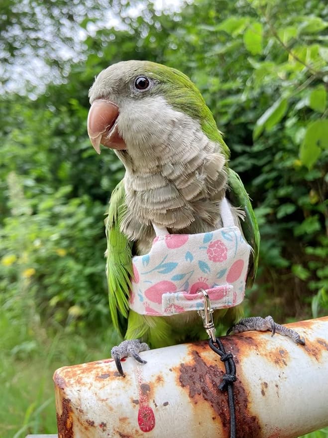 Bird Flight Harness Vest, Parrot Flight Suit with Leash for Parakeets Cockatiels, Bird Flying Clothes with Rope and Handle for Outdoor Activities Training (Pink Without Leash,Medium)
