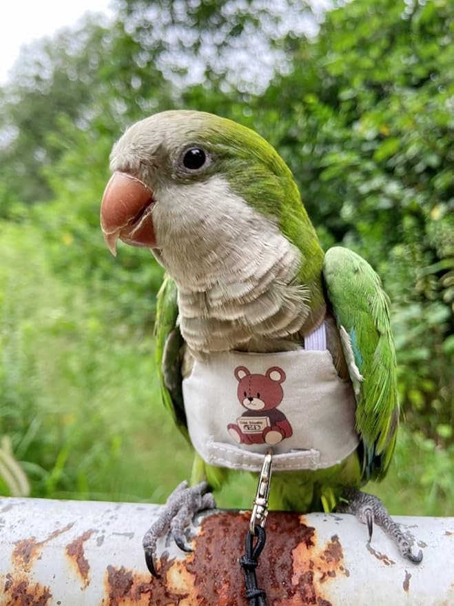 Bird Flight Harness Vest, Parrot Flight Suit with Leash for Parakeets Cockatiels, Bird Flying Clothes with Rope and Handle for Outdoor Activities Training (Bear with Leash,Small)