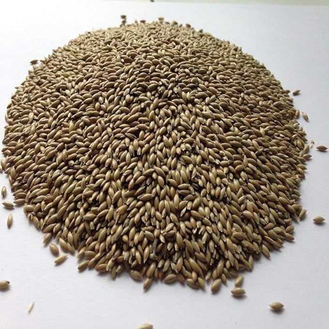 Canary Seed Alpiste Bird Food