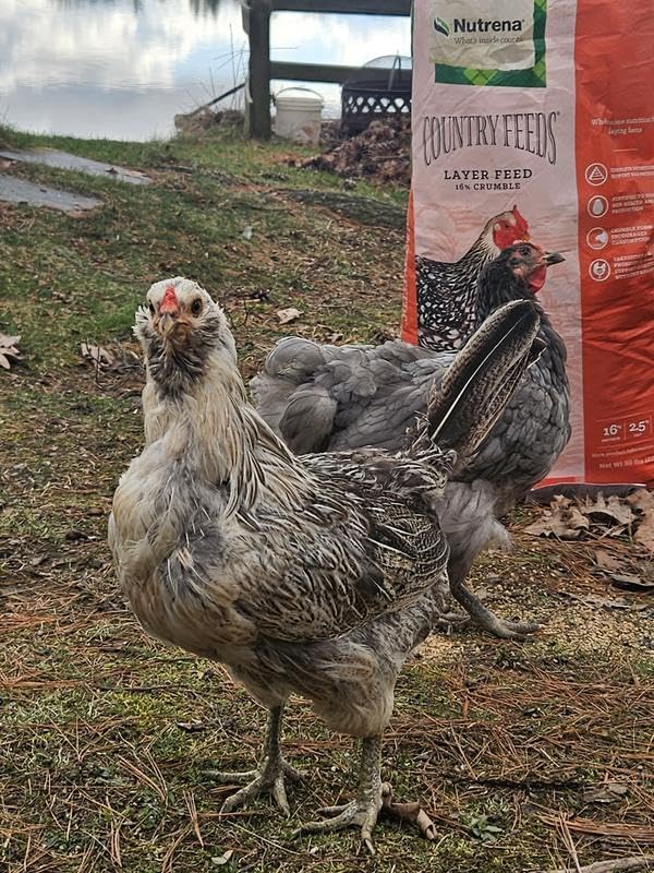 Nutrena Country Feeds 16% Layer Crumble Chicken Feed 50 Pounds
