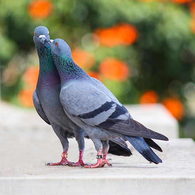 Bird Rings, Bird Bands, Bird Leg Rings, Multicolor Aluminum Pigeon Leg Rings, Identification Pigeon Training Rings Hibiscus Birds, Parrots, Peonies, Pigeons, Mixed Colors 50 Per Pack