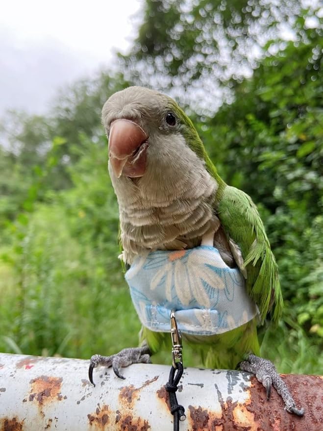 Bird Flight Harness Vest, Parrot Flight Suit with Leash for Parakeets Cockatiels, Bird Flying Clothes with Rope and Handle for Outdoor Activities Training (Blue Without Leash,Medium)
