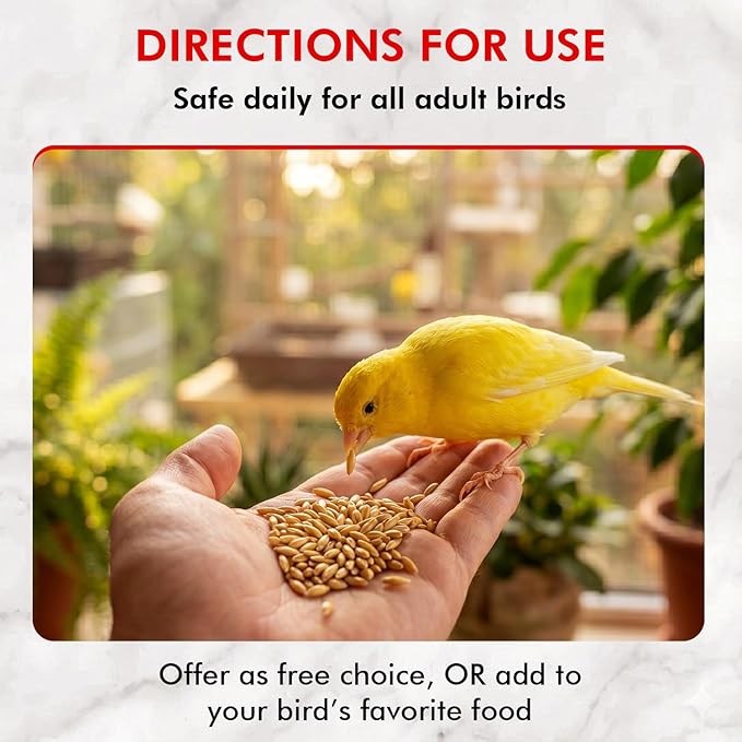 Morning Bird Canary Seed 18 lbs (2-Pack, 9 lbs Each), Nutrient-Rich Bird Seed, Creamy Golden Grain Powerhouse - Supports Healthy Feathers & Strong Bones – Natural Daily Nutrition for All Bird Types
