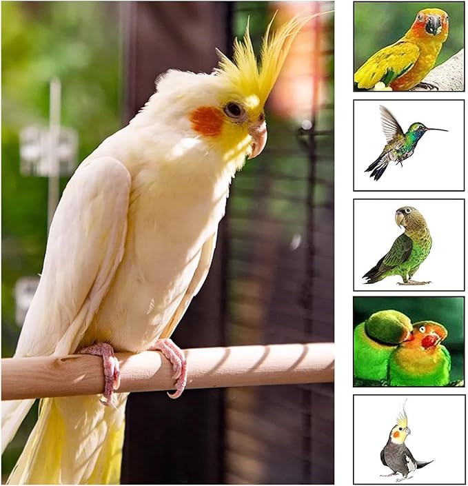 Woohome 7 PCS Natural Wood Bird Perch Stand, 5 Size Bird Parrot Perch Stand Set, Wooden Parrot Perch Stand for Parrotlets Cockatiels Budgies Parakeets