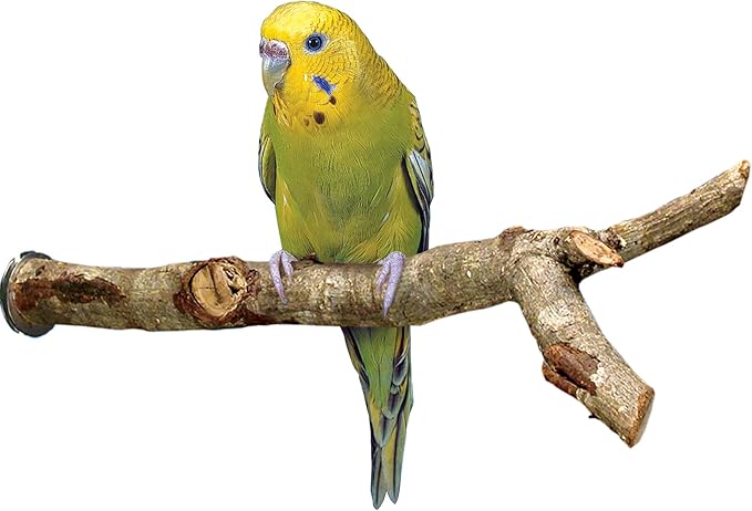Penn Plax Y-Shaped Wooden Bird Perch, Large