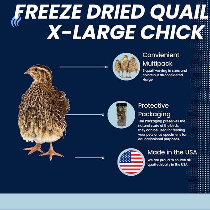 Undique Buddy's Pretty Birds Whole Quail Chicks XL, 3 Count