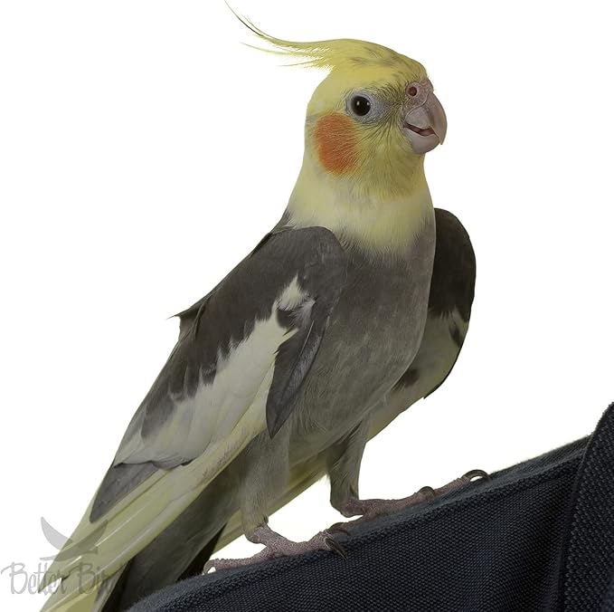 Better Bird, Premium Cockatiel Food, 4.5 lb Jar