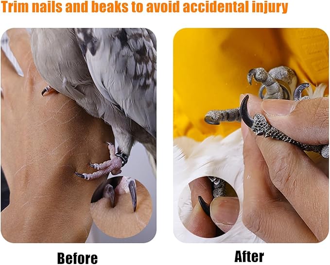 Bird Perch Rough-surfaced Nature Wood Stand Toy Branch for Parrots to Keep Nails and Beaks in Top Condition - Safe Easy to Install Bird Cage Accessories. 8 inch (Gray)
